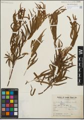 Foto von Salix humboldtiana Willd.